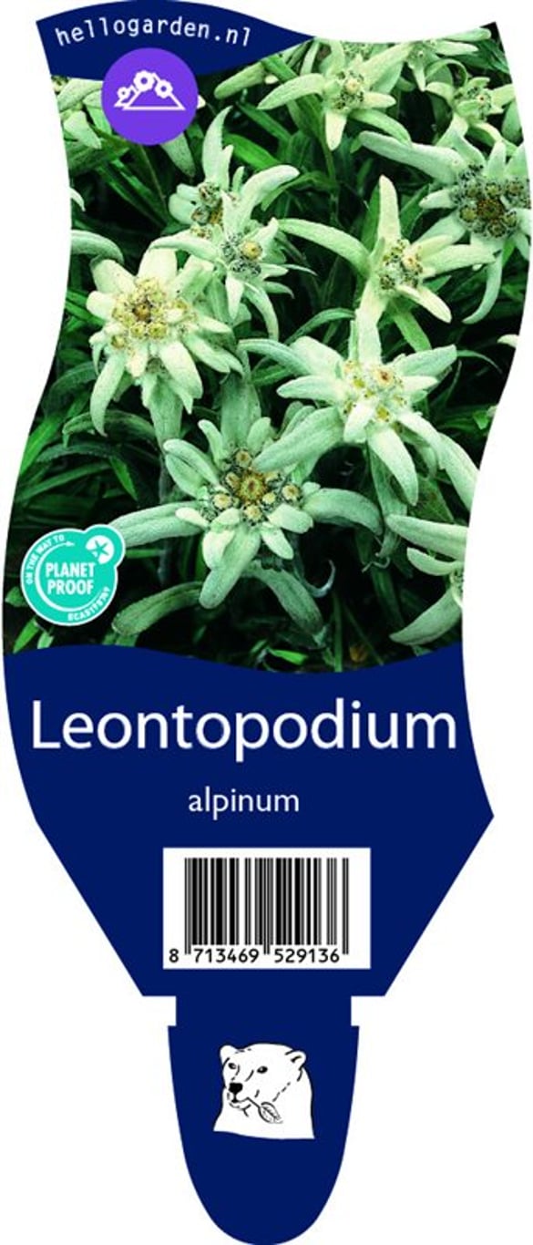 Leontopodium alpinum - P11